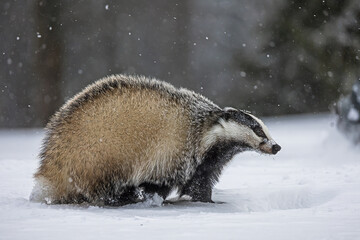 European badger (Meles meles) portrait in winter environment © michal
