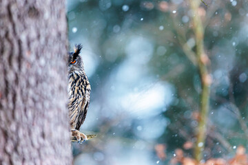 male Eurasian eagle-owl (Bubo bubo) is hidden behind a tree, only one eye is visible