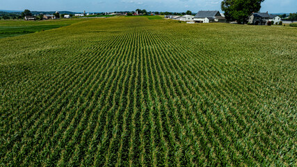 A vast expanse of green corn plants fills the landscape under a bright blue sky. Farm buildings dot the horizon, showcasing a rural setting rich in agricultural life.
