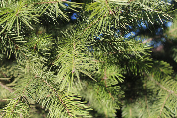 close up of a pine tree, fir tree branches 