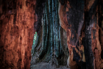 fire damaged tree, Del Norte Redwood forest, California, USA
