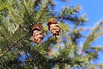 Obraz premium pine cones on a branch