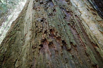 bark of a tree, Del Norte Redwood forest, California, USA