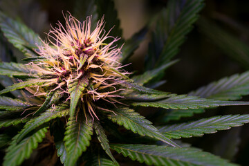 Close-Up of Marijuana Plant with Vibrant Buds and Leaves in Natural Light