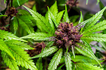 Close-Up of a Vibrant Cannabis Plant with Purple Buds