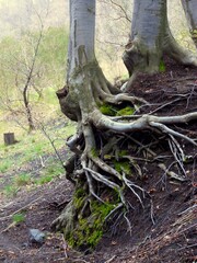 Le radici esposte di un albero sull'Etna.
