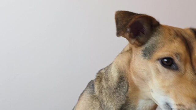 short-haired dog with light reddish-brown coat and floppy ears, mongrel dog looking at camera, then tilts and raises its head, appearing in the frame