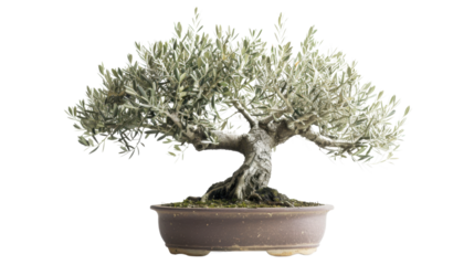 
Olive flower bonsai on transparent background