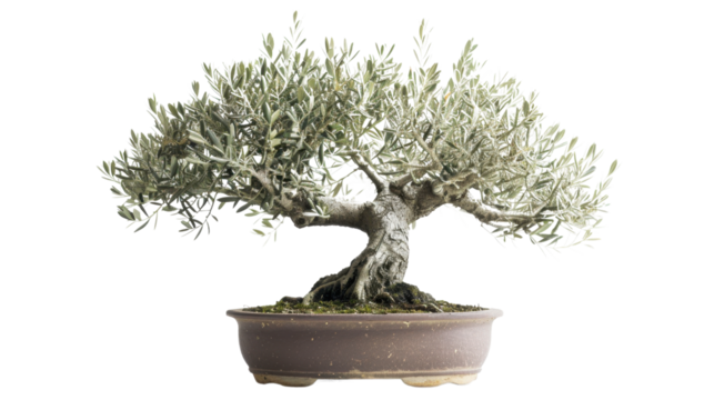 
Olive flower bonsai on transparent background