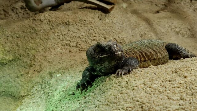 North African mastigure or North African spiny-tailed lizard, its scientific name is Uromastyx acanthinura