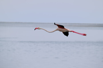 A majestic Greater Flamingo in flight over Walvis Bay, Namibia. Its long legs and wings elegantly extend across the horizon, showcasing nature's beauty.