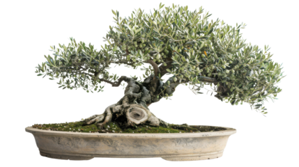 
Olive flower bonsai on transparent background