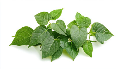 Naklejka premium Bush Grape Cayratia Trifolia (Three-Leaved Ivy) Bush Isolated with Clipping Path