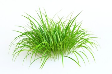 Obraz premium A single green plant on a white surface, ideal for use in presentations, designs or as a background element