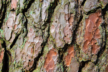 The texture of the bark of a pine trunk in close-up. The background image.