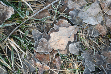 Various leaves frozen from the cold in nature. Leaves on the grass in frost.