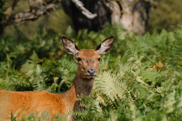 A deer in the bushes