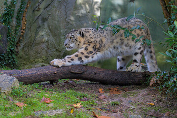 A magnificent snow leopard gracefully stretches its powerful body against a fallen log, showcasing its incredible strength and agility. Its appearance exudes the power of a true apex predator.