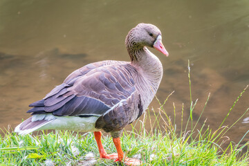 Greater White-fronted Goose (Anser albifrons) standing on the green shore of the pond.