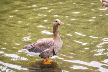 Greater White-fronted Goose (Anser albifrons) standing on the green shore of the pond.