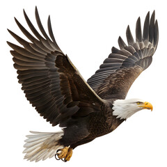 American bald eagle flying with Spread Wings.