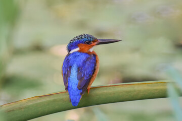 A Malagasy Kingfisher perched on a green plant stem