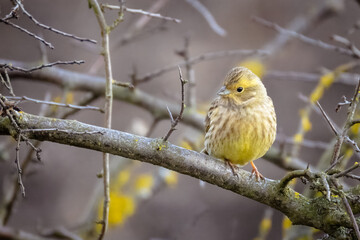 A male yellowhammer sits on the leafless branch and rests on a cloudy winter day.	