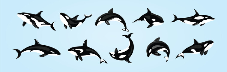 A collection of black and white orcas killer whales  vector illustration. © Madusanka