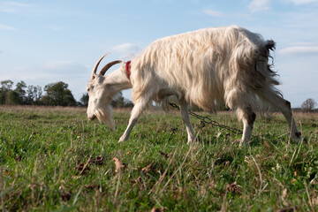 Obraz premium Goats graze on the meadow. Agriculture. Care of goats.