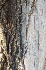 tree bark texture, natural background texture tree bark