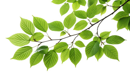 Naklejka premium Nature's Simplicity: Green Leaf Branch with Copy Space for Spring and Summer