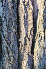 tree bark texture, natural background texture tree bark