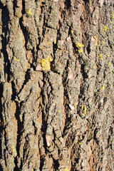 tree bark texture, natural background texture tree bark