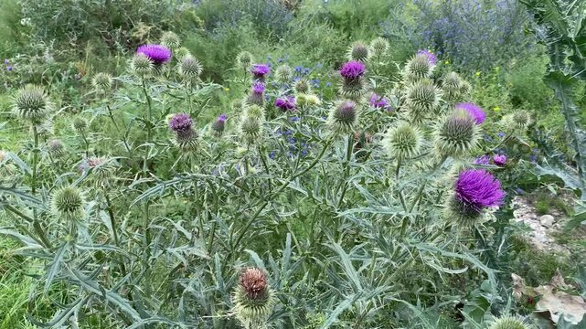 Scotch thistle or Milk thistle. Silybum marianum. Flower heads red-purple colour with bracts, and triangular, spine-edged appendages.