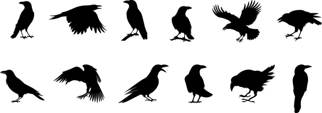 A collection of black Crow, raven Silhouettes  vector illustration.