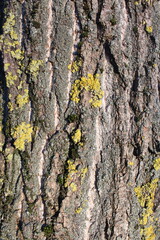 tree bark texture, natural background texture tree bark