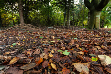 Withered leaves on floor of wood