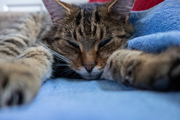Tabby cat dozing