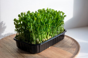 Pea microgreens or shoots growing in a tray with drainage holes.  Microgreens are a tasty treat to top salads or sandwiches. They’re full of vitamins 
