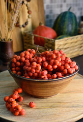 Rowan berries ( Mountain ash berries) in a bowl on kitchen counter. Rowan fruits are edible and can be processed to make jams, purees and liqueur,  rich in vitamin C and provitamin A. Close up food.