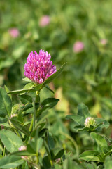 Close-up of a purple clover flower on a background of soft green foliage