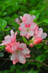 Amy Azalea, Floral Bouquet of Spring Flowers