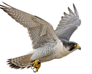 Naklejka premium Peregrine Falcon in Flight on Transparent Background. PNG