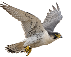 Peregrine Falcon in Flight on Transparent Background. PNG