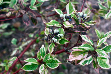 The Prairie Fire Dogwood growing outdoor. It has beautiful  brightest red twigs, purple foliage and unique porcelain-blue berries in winter. Ornamental shrubs for low maintenance garden.