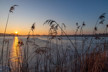 Breeding pond and reeds at sunset