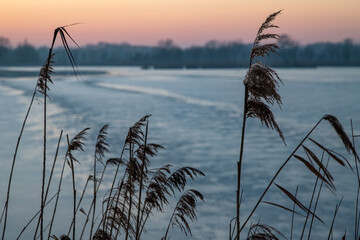 Breeding pond and reeds at sunset © Stanislawski