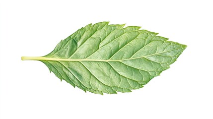Fresh mint leaf isolated on white background showcasing vibrant green color and texture details