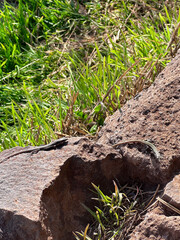 Madeira island Portugal salamander lizard tiny animals eco nature national park connection bonding wilderness greenery stones close up discovery mountains cliff hill hiking trail path vertical photo