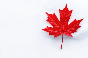 Close-up of a vibrant red maple leaf on a white textured background. national pride and seasonal concept